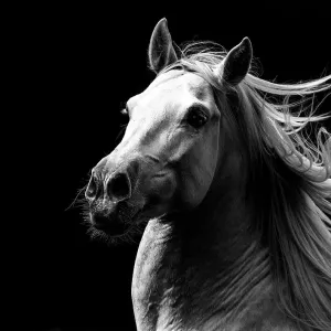 RF - andalusiischer Wallachstallion läuft mit lockigem Manne in Portrait, Deutschland. (Diese Abbildung kann entweder als urheberrechtlich geschützt oder frei von Lizenzgebühren gelten.) RF - andalusiischer Wallachstallion läuft mit lockigem Manne in Portrait, Deutschland. (Diese Abbildung kann entweder als urheberrechtlich geschützt oder frei von Lizenzgebühren gelten.)