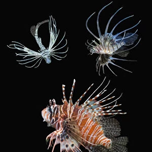 RF - Antennata lionfish (Pterois antennata) with four juveniles, composite image on black background, Indo-Pacific. (This image may be licensed either as rights managed or royalty free. )