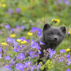 RF - Arctic fox cub (Alopex lagopus) amongst summer flowers, Hornvik, Westfjords