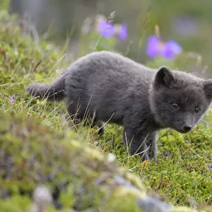 RF - Arctic fox cub (Alopex lagopus) at den. Hornvik, Hornstrandir, Westfjords, Iceland