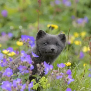 RF - le renard arctique (Alopex lagopus) en cours de croissance, parmi les fleurs d'été, Hornvik, Westfjords. RF - le renard arctique (Alopex lagopus) en cours de croissance, parmi les fleurs d'été, Hornvik, Westfjords.