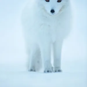 RF - Arctic Fox (Vulpes lagopus) portrait in winter coat, Svalbard, Norway, April