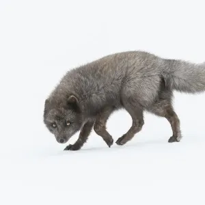 Arctic Fox Blue Morph Print Arctic Fox Blue Morph Print