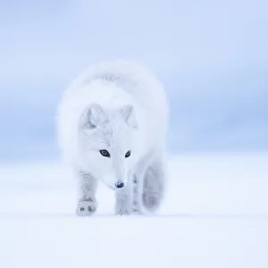 RF - Arctic fox (Vulpes lagopus) winter coat, on snow, portrait, Svalbard, Norway. March. (This image may be licensed either as rights managed or royalty free.)