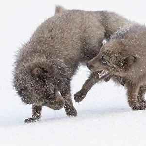 RF - Arctic foxes (Alopex lagopus) blue colour morphs in winter coat fighting