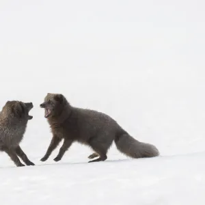 RF - Arctic foxes (Vulpes lagopus) interacting Blue colour morph. Hornstrandir Nature Reserve