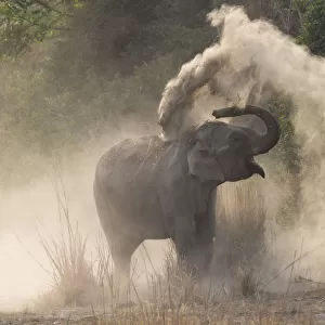 RF-Asian elephant (Elephas maximus) dust bathing. Jim Corbett National Park, Uttarakhand