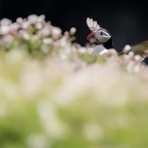 RF - Atlantic puffin (Fratercula arctica) among sea campion (Silene maritima), Skomer Island, Pembrokeshire, UK. May RF - Atlantic puffin (Fratercula arctica) among sea campion (Silene maritima), Skomer Island, Pembrokeshire, UK. May