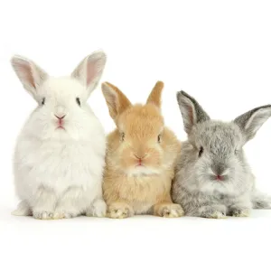 RF- Three baby lop rabbits