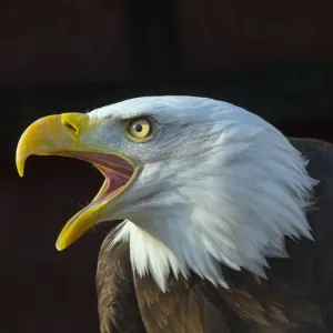 Bald Eagle Print - Captive Bird Calling Bald Eagle Print - Captive Bird Calling