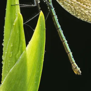 RF- Banded demoiselle (Calopteryx splendens), resting on dew covered reed, Lower Tamar Lakes