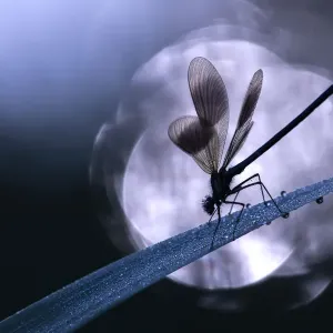 RF - Banded demoiselle damselfly (Calopteryx splendens) male roosting on reed, silhouetted against sun reflected in the water. Cornwall, England, UK. May. (This image may be licensed either as rights managed or royalty free. ) RF - Banded demoiselle damselfly (Calopteryx splendens) male roosting on reed, silhouetted against sun reflected in the water. Cornwall, England, UK. May. (This image may be licensed either as rights managed or royalty free. )