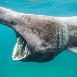 Basking Shark Print, Plankton Feeding Image Basking Shark Print, Plankton Feeding Image