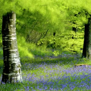 Beech and Bluebell Woodland Print Beech and Bluebell Woodland Print