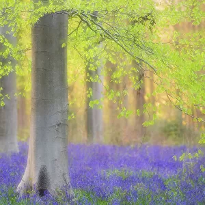 Collections: Cool Coloured Woodlands