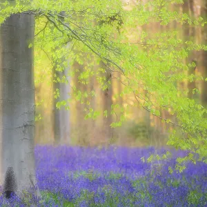 RF - Beech trees (Fagus sylvatica) and english bluebells (Hyacinthoides non-scripta). Late evening light and double exposure to create soft, dreamy effect. West Woods, nr Marlborough, Wiltshire, UK. May