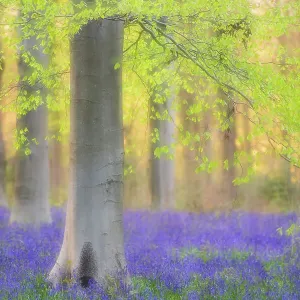 Cool Coloured Woodlands