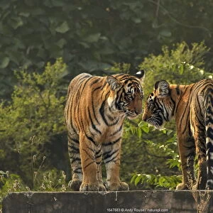 RF - Bengal tiger (Panthera tigris) cubs age 10 months, Ranthambhore