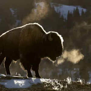 RF - Bison (Bison bison) breathing in the cold air, Yellowstone National Park, USA