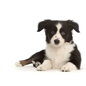 RF - Black-and-white Miniature American Shepherd puppy