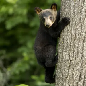 RF - Black bear cub (Ursus americanus) climbing a tree, Minnesota, USA, June RF - Black bear cub (Ursus americanus) climbing a tree, Minnesota, USA, June