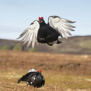 RF - Black Grouse (Tetrao tetrix) male peforming flutter jump display on lek, Cairngorms