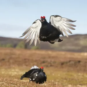 RF - Grousa Negra (Tetrao tetrix) macho realizando salto de vuelo en exhibición de lek, Cairngorms. RF - Grousa Negra (Tetrao tetrix) macho realizando salto de vuelo en exhibición de lek, Cairngorms.