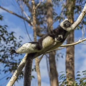 RF- Black and white ruffed lemur (Varecia variegata variegata) sunbathing in the early morning