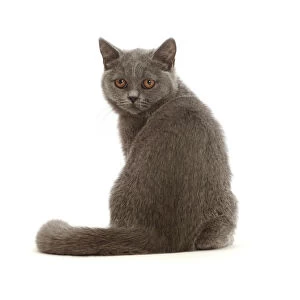 RF - Blue British Shorthair kitten, looking over shoulder