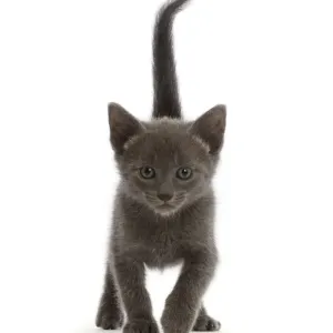 Blue British Shorthair Kitten Print Blue British Shorthair Kitten Print