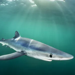 RF - Requin bleu (Prionace glauca) patrouille sous la surface du chenal de l'Angleterre avec. RF - Requin bleu (Prionace glauca) patrouille sous la surface du chenal de l'Angleterre avec.