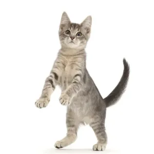 Blue Tabby Kitten Print Blue Tabby Kitten Print