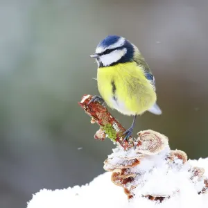 RF - Blue tit (Cyanistes caeruleus) perched on a stick in snow, Bishopswood, Somerset, UK. February. Cropped. (This image may be licensed either as rights managed or royalty free.) RF - Blue tit (Cyanistes caeruleus) perched on a stick in snow, Bishopswood, Somerset, UK. February. Cropped. (This image may be licensed either as rights managed or royalty free.)