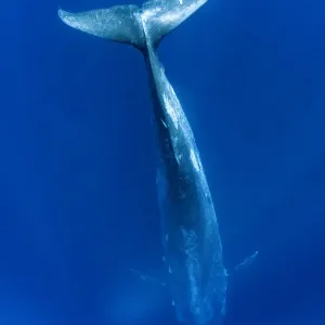Blue Whale Diving Print Blue Whale Diving Print