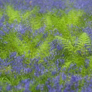 RF- Bluebells (Hyacinthoides non-scripta / Endymion scriptum) flowering in Broad buckler fern