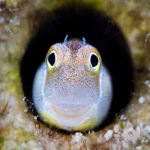 Bluebelly Blenny Print, Red Sea