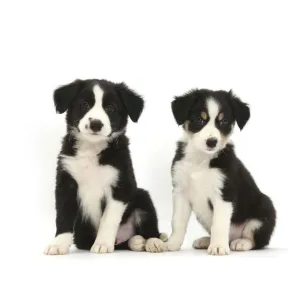 RF- Border Collie puppies, age 6 weeks