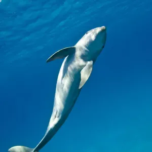 RF- Dauphin à museau d'éléphant (Tursiops truncatus) nageant dans un mouvement spiral, Sandy Ridge. RF- Dauphin à museau d'éléphant (Tursiops truncatus) nageant dans un mouvement spiral, Sandy Ridge.