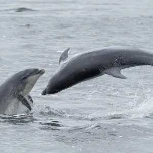 RF - Bottlenose dolphins (Tursiops truncatus) porpoising, Chanonry Point, Moray Firth