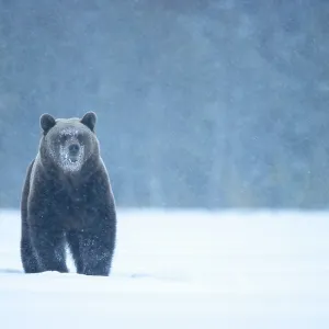 RF - Brown bear (Ursus arctos) in the snow, Finland. April. (This image may be licensed either as rights managed or royalty free.)