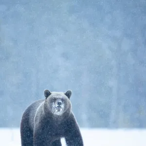 RF - Brown bear (Ursus arctos) in the snow, Finland. April. (This image may be licensed either as rights managed or royalty free.)