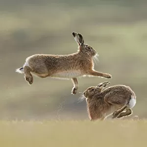 RF - Brown hare, (Lepus europaeus), male and female displaying courtship behaviour, Islay, Scotland, UK. March (This image may be licensed either as rights managed or royalty free. )