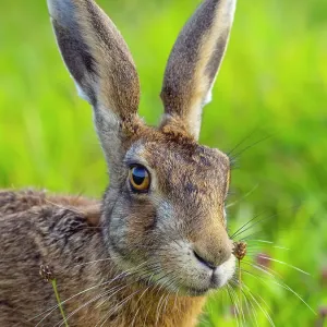 RF - Lepus europeo (Lepus europaeus) ritratto di testa, Norfolk, Regno Unito. Agosto. (Questa immagine può essere licenziata in modo gestito o a uso libero.) RF - Lepus europeo (Lepus europaeus) ritratto di testa, Norfolk, Regno Unito. Agosto. (Questa immagine può essere licenziata in modo gestito o a uso libero.)
