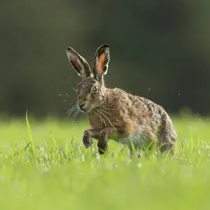 RF - Lièvre brun (Lepus europaeus) courant à travers un champ de gazon, Écosse, Royaume-Uni. Mai (Cette image peut être licenciée soit sous droits gérés ou gratuit). RF - Lièvre brun (Lepus europaeus) courant à travers un champ de gazon, Écosse, Royaume-Uni. Mai (Cette image peut être licenciée soit sous droits gérés ou gratuit).