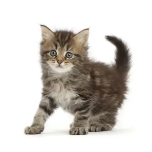 Brown tabby kitten print Brown tabby kitten print