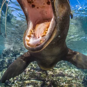 California Sea Lion Print California Sea Lion Print