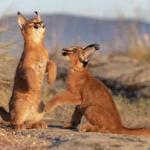 Print of two 9-week-old Caracal cubs standing on hind legs Print of two 9-week-old Caracal cubs standing on hind legs