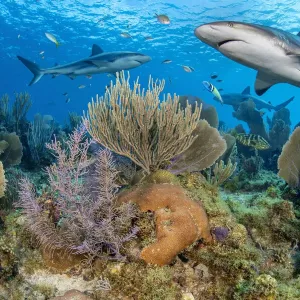Caribbean Reef Sharks Swim Over Coral Reef Print Caribbean Reef Sharks Swim Over Coral Reef Print