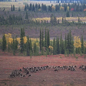 RF- Caribou herd (Rangifer tarandus) grazing on tundra. Kobuk Valley National Park, Alaska, USA