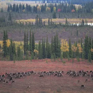 RF- Caribou herd (Rangifer tarandus) grazing on tundra. Kobuk Valley National Park, Alaska, USA RF- Caribou herd (Rangifer tarandus) grazing on tundra. Kobuk Valley National Park, Alaska, USA